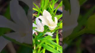 White Freesias smallyoutuber queenslandlife prettyflowers [upl. by Aerbas]