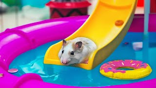 🐹 Hamster Escapes the MEGA AQUAPARK MAZE OBSTACLE COURSE [upl. by Nahtaoj]