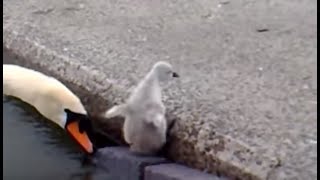 Emerging Baby Swans at Llanfairfechan [upl. by Divod]