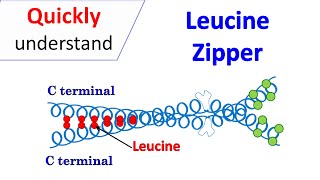 Leucine zipper motif [upl. by Keyes]