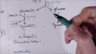 Utilisation de lATP par la cellule musculaire TS spé SVT [upl. by Slaughter]