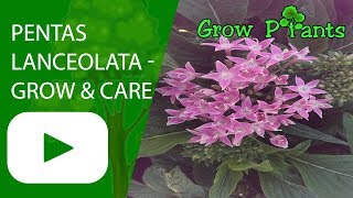 Pentas lanceolata  grow and care [upl. by Ahseenak]