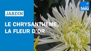 La petite histoire du chrysanthème la fleur dor  Les conseils de Roland Motte [upl. by Wilber]