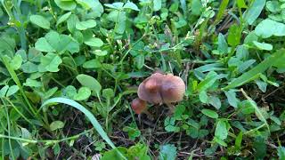 Entoloma longistriatum [upl. by Ardiedal]