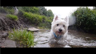 Westie Water Time  Dogs POV [upl. by Igenia]