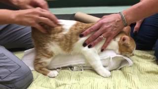 Feline Cerebellar Hypoplasia Physical Rehabilitation Session [upl. by Emee]