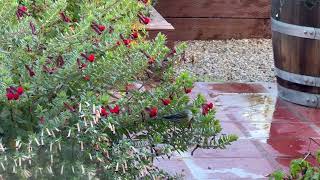 Yellowrumped Warblers Have Arrived [upl. by Demeter]