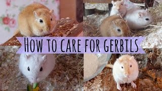 How To Care For a Pet Gerbil [upl. by Llewoh]