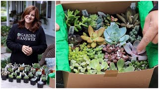 Succulent Unboxing 🌵💚🌿 Garden Answer [upl. by Vigor]