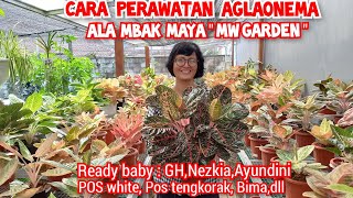 Cara Perawatan Aglonema optimal ala mbak Maya MW Garden Harga terbaru aglo koleksian size baby [upl. by Ilsel]