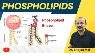 Phospholipis  Lipids  Class 11 Biology  by Dr Bhojoo Mal [upl. by Kareem]