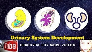 Special embryology  Urogenital system  2 Urinary bladder [upl. by Innor]