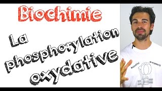 Cours de biochimie la phosphorylation oxydative [upl. by Cruickshank377]