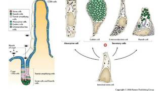 histologie tube digestif 2 partie 2 [upl. by Aihsram618]