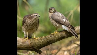 Sparrowhawk Acipiter nisus [upl. by Neufer513]