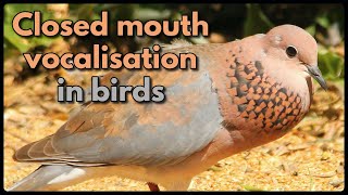 CLOSED MOUTH VOCALISATION IN BIRDS [upl. by Ahsenom]