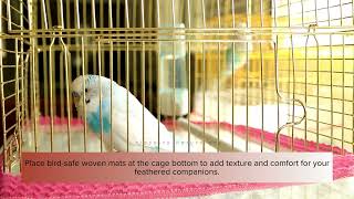 Bird Cage Lining Ideas [upl. by Hurst610]