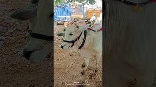 Today Bulls Rates In Ieeja milkteethbulls bullcartvideos bullsmarket bullsvideo [upl. by Rehctaht6]