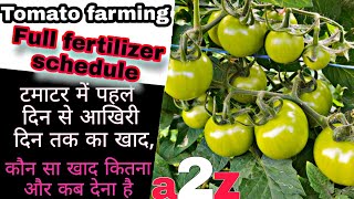 Tomato Fertigation schedule  टमाटर में खाद कब और कितना देना है  Tomato farming  PraveenThakur [upl. by Hope]