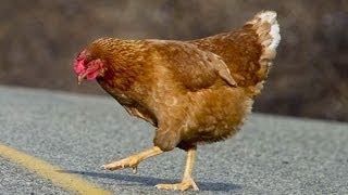 Why Did The Chicken Cross The Road [upl. by Murrah]