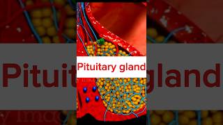 Pituitary gland short shorts ytshorts viralvideo pituitarygland short video 3d animation [upl. by Nolyarb]