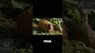 Scotlands IrnBru Wild Haggis Animal [upl. by Nema]