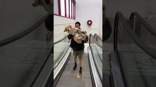 Escalator Adventures When Brave Pups Turn into Babies MyPetsie [upl. by Sibyls]