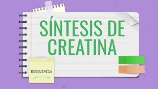 💪SÍNTESIS DE CREATINA🔋12 Dónde ocurre FUNCIÓN ENZIMAS  AÁ [upl. by Snahc]