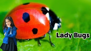 quotFascinating Facts About Ladybugs  Let’s Explore Nature’s Tiny Heroesquot [upl. by Lenoil769]