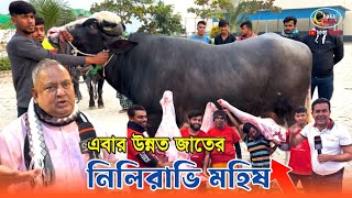 নিলিরাভি মহিষের মাংস পাওয়া যাবে মুসলিম মিটে। শরিফ এগ্রোভেট Sharif Agro। Beef price in Bangladesh [upl. by Namlas447]