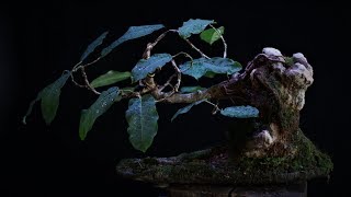 Delia  Gameleira Ficus adhatodifolia vídeo 7 [upl. by Maisey]