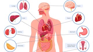 palpation percussion and Auscultation of the lungs heart kidney bladder gallbladder and liver [upl. by Joab]