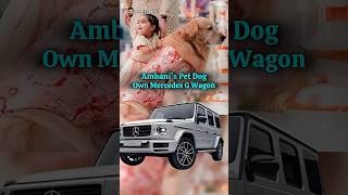 Rich Lifestyle of Ambani Family Pet Dog Happy anantambani radhikamerchant ambanifamily dog [upl. by Farley]