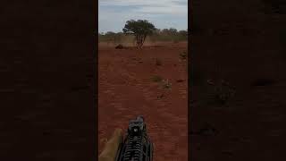 25 camels 2 minutes australiandesert wedgetail MPR308 pumpaction verneyCarron speedline [upl. by Kerwin]