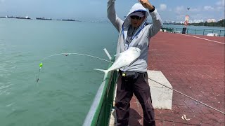 Bedok Jetty Low Season only one fish landed today few tamban too [upl. by Darcee111]