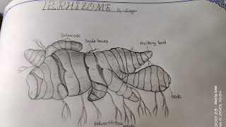 Drawing RHIZOMEGINGER howtodrawrhizome howtodrawzinger TheLefthandedArtist botany inter [upl. by Libbi]