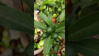 Kumquats  குட்டி ஆரஞ்சு  citrus gardening [upl. by Proctor649]