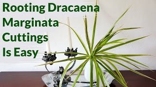 Dracaena Marginata Cuttings Root Easily In Water Heres How To Keep Them Healthy [upl. by Latin]