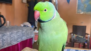 Mai to takla ho Gaya  talking parrot Destech [upl. by Gere23]