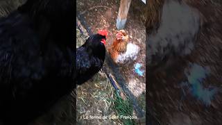 Poule Araucana Enervée Pas de Coq Dans Mon Poulailler 33 poules araucana funnyanimals rooster [upl. by Cocke581]