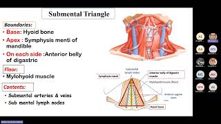 GU Submental amp submandibular triangles Meeting Recording [upl. by Bahe]