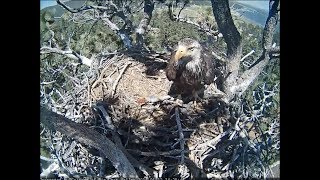 Big Bear Eagle Cam  Shadows Long Visit 61318 [upl. by Gelhar71]