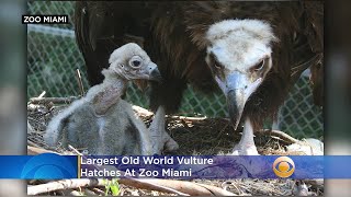 Largest Old World Vulture Hatches At Zoo Miami [upl. by Adnaral]