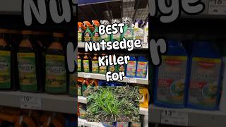 The Best Nutsedge killer you can BUY [upl. by Yesak]