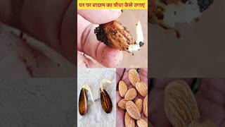 how to grow almond plant it home grow gardening plant shots shortvideo shorts how [upl. by Erdei896]