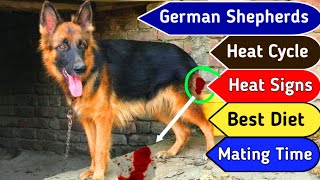 German Shepherd Female On Heat Dog heat signs and symptoms German shepherds [upl. by Renelle]