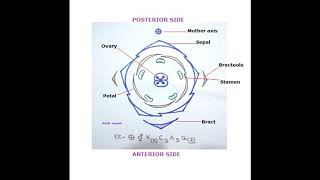 How to draw Floral Diagram revised [upl. by Anidan358]