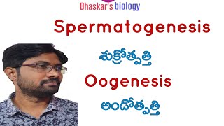 Spermatogenesis and oogenesis class 12 Bhaskars biology [upl. by Aenal]