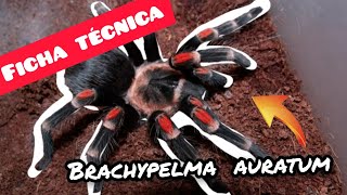 Tarántula de rodillas rojas  Brachypelma auratum  Cuidados y experiencia con la especie 🕸️ [upl. by Obadiah]