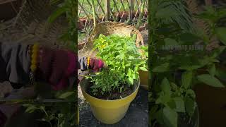 Harvesting hoary basil gardening [upl. by Slein]